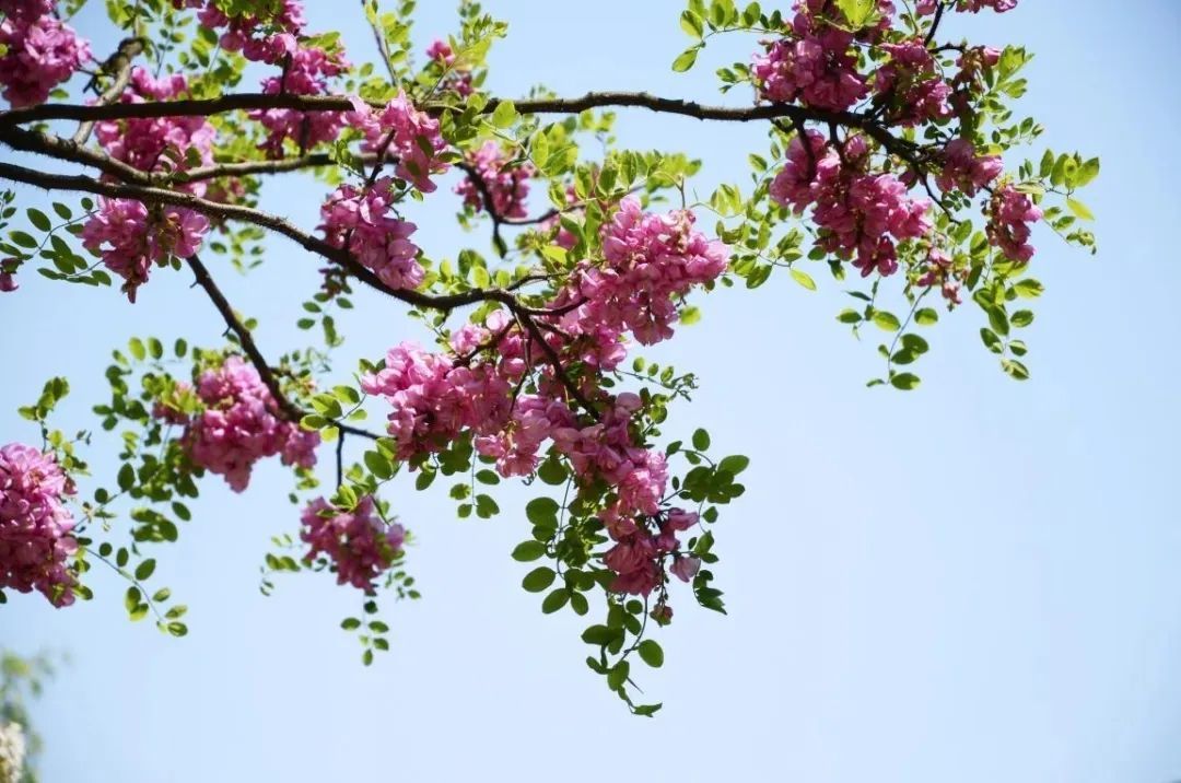 南京正大量出现，浑身是宝，但千万当心！