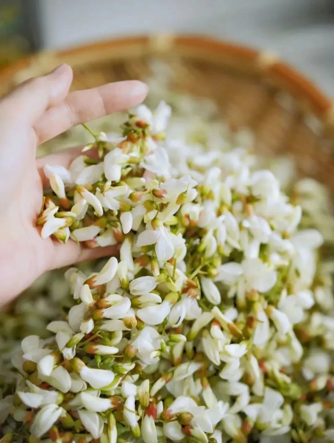 南京正大量出现，浑身是宝，但千万当心！