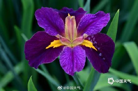 翩翩似蝶 浙江金华鸢尾花摇曳多姿