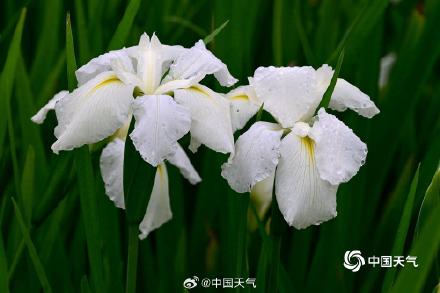 翩翩似蝶 浙江金华鸢尾花摇曳多姿