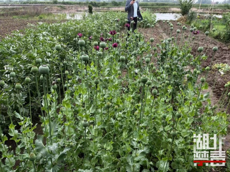 花甲老人种植罂粟1300株!原因让人无言以对…… 花甲老人种植罂粟1300株!原因让人无言以对……