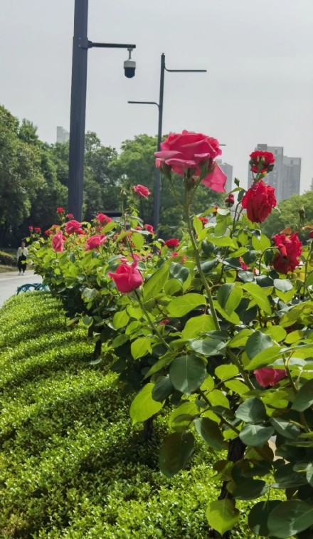 繁花似锦！被西安道路间盛放的月季花治愈了