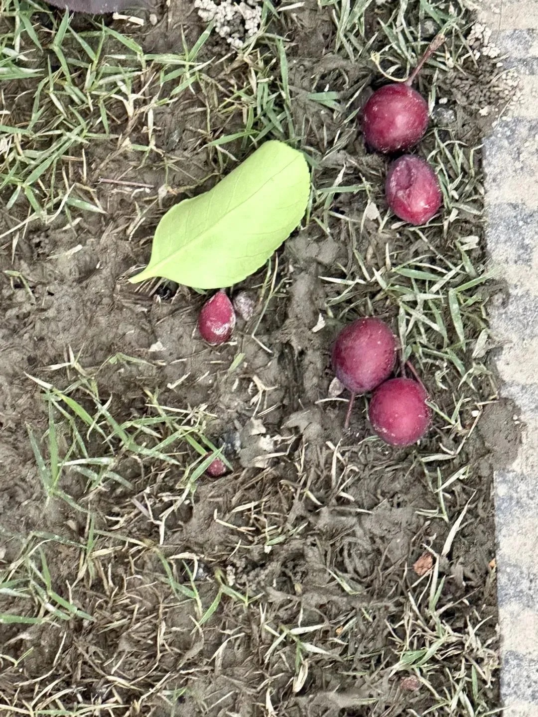 当心!温州街头大量出现!千万别乱摘乱吃 当心!温州街头大量出现!千万别乱摘乱吃