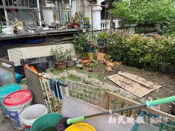 环境脏乱,臭气熏天!上海这户人家“圈地养鸡”7年多 环境脏乱,臭气熏天!上海这户人家“圈地养鸡”7年多