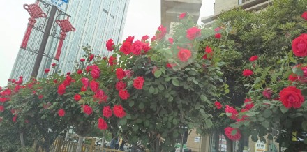 繁花似锦！被西安道路间盛放的月季花治愈了