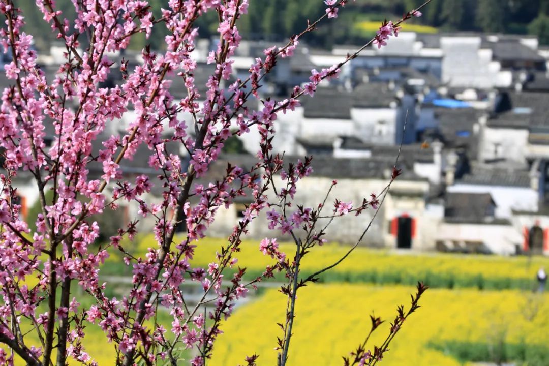 池黄高铁今日开通运营,串联多个旅游胜地,上海人能乘高铁去了 池黄高铁今日开通运营,串联多个旅游胜地,上海人能乘高铁去了