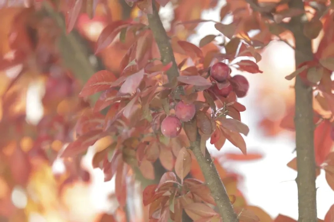 当心!温州街头大量出现!千万别乱摘乱吃 当心!温州街头大量出现!千万别乱摘乱吃