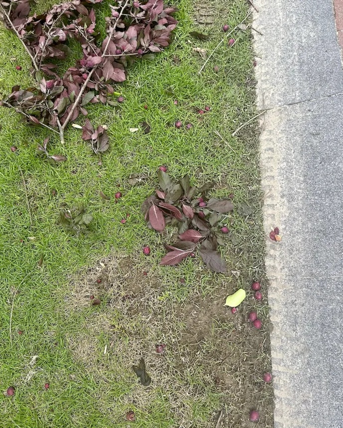 当心!温州街头大量出现!千万别乱摘乱吃 当心!温州街头大量出现!千万别乱摘乱吃