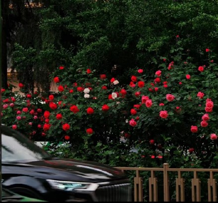 繁花似锦！被西安道路间盛放的月季花治愈了