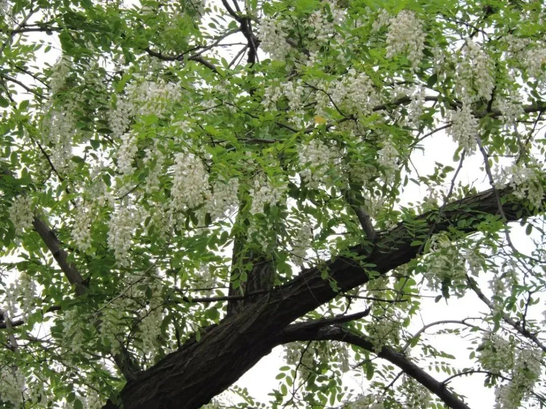 南京正大量出现，浑身是宝，但千万当心！