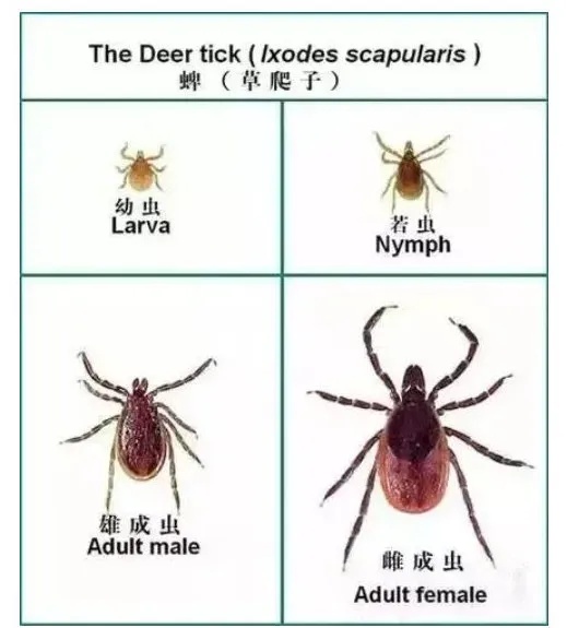 警惕！这个“黑点”又来了，严重可致命，五一出行需注意