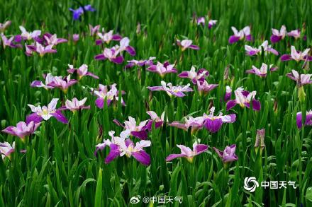 翩翩似蝶 浙江金华鸢尾花摇曳多姿