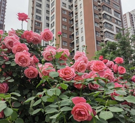 繁花似锦！被西安道路间盛放的月季花治愈了