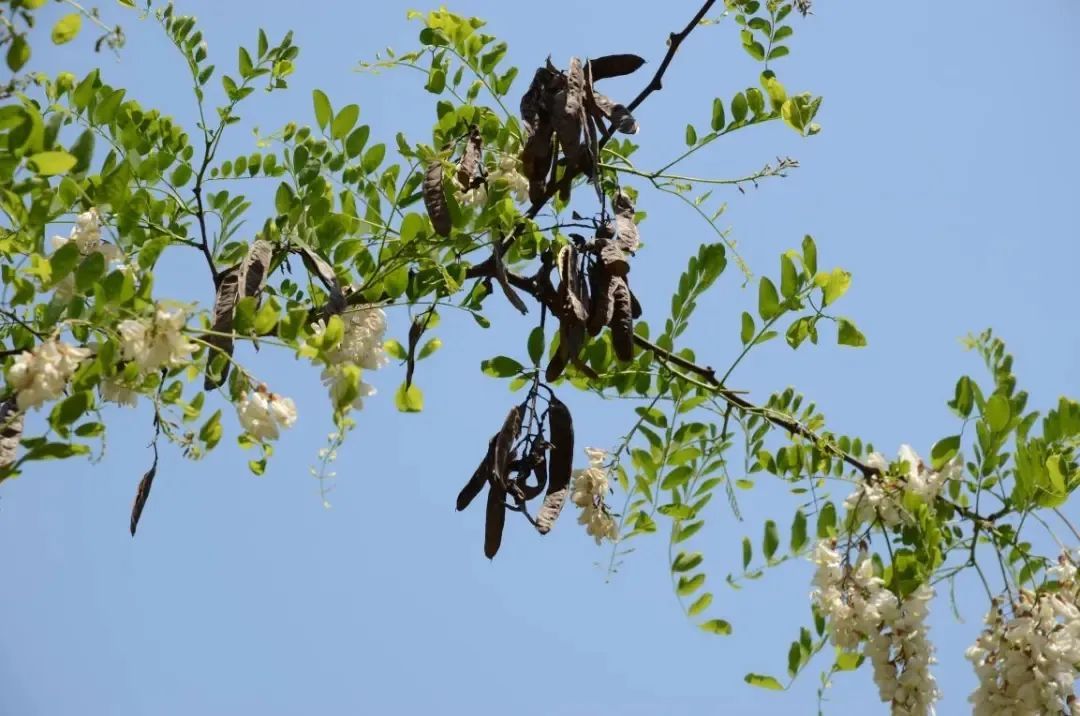 南京正大量出现，浑身是宝，但千万当心！