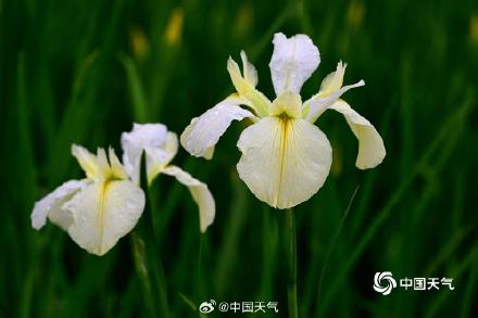 翩翩似蝶 浙江金华鸢尾花摇曳多姿