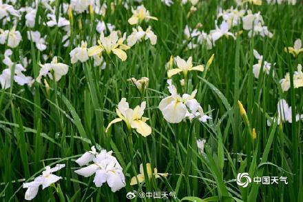 翩翩似蝶 浙江金华鸢尾花摇曳多姿