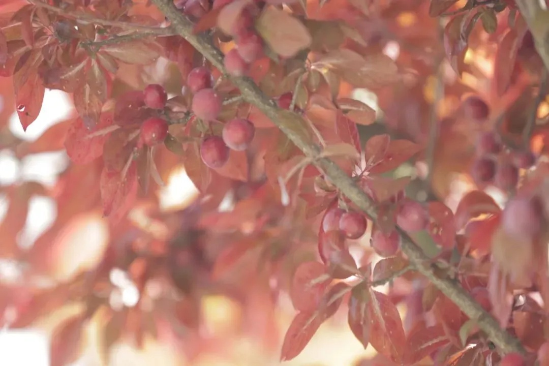 当心!温州街头大量出现!千万别乱摘乱吃 当心!温州街头大量出现!千万别乱摘乱吃
