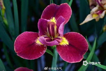 翩翩似蝶 浙江金华鸢尾花摇曳多姿