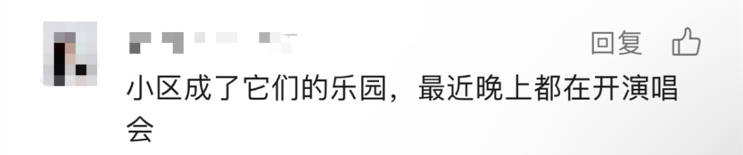 深圳夜晚的“牛叫声”原来是它→