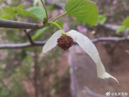 植物界大熊猫悄然绽放 植物界大熊猫悄然绽放