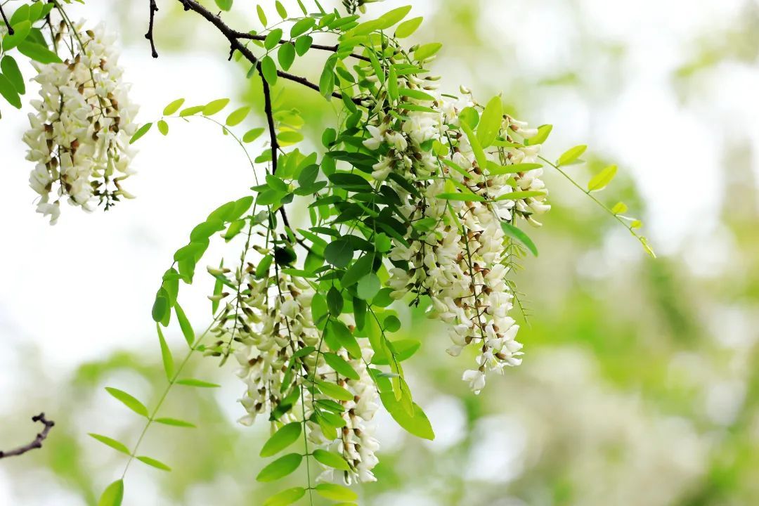 南京正大量出现，浑身是宝，但千万当心！