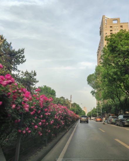 繁花似锦！被西安道路间盛放的月季花治愈了