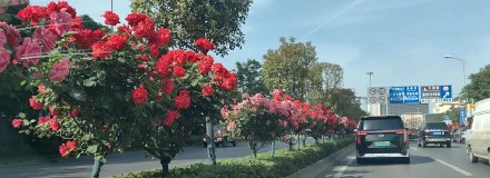 繁花似锦！被西安道路间盛放的月季花治愈了