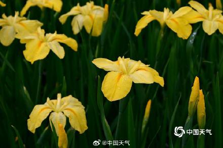 翩翩似蝶 浙江金华鸢尾花摇曳多姿