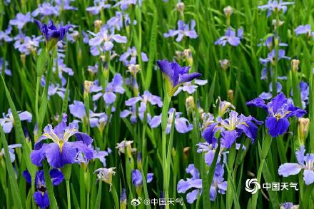 翩翩似蝶 浙江金华鸢尾花摇曳多姿