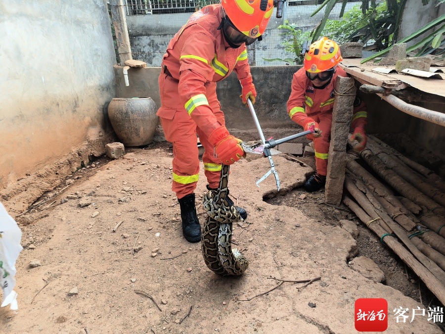 直接吞下一只鸭子!20斤巨型蟒蛇闯进村民鸭棚中偷吃被抓→ 直接吞下一只鸭子!20斤巨型蟒蛇闯进村民鸭棚中偷吃被抓→
