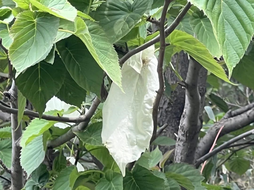 北京地区极为罕见！植物界“大熊猫”珙桐花开国家植物园