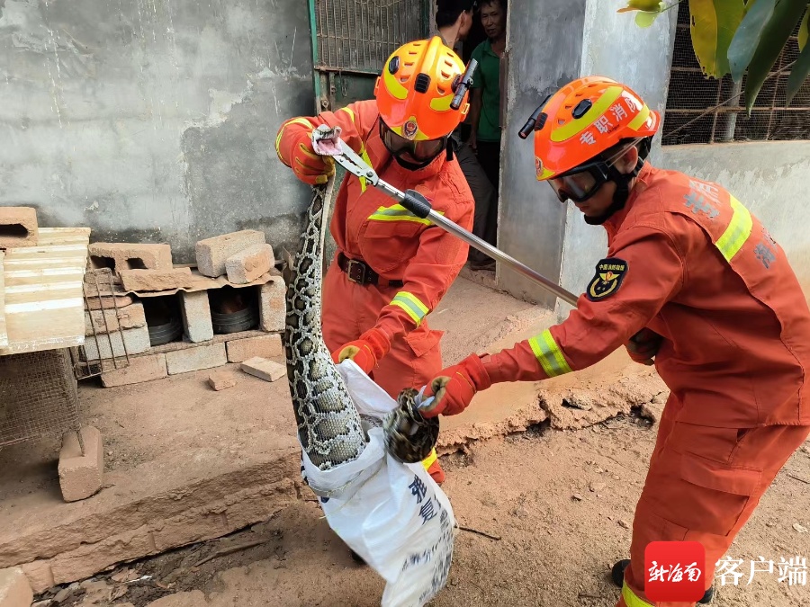 直接吞下一只鸭子!20斤巨型蟒蛇闯进村民鸭棚中偷吃被抓→ 直接吞下一只鸭子!20斤巨型蟒蛇闯进村民鸭棚中偷吃被抓→