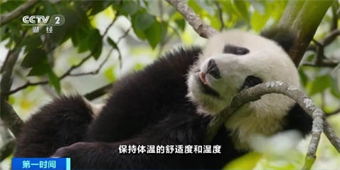 速来围观!大熊猫幼崽为何频繁上树?专家揭秘 速来围观!大熊猫幼崽为何频繁上树?专家揭秘