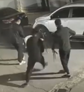 流浪猫被烈性犬咬死，长春警方通报：3名犬主被处罚，涉事犬只暂扣！