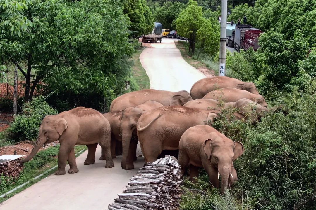 亚洲象热成像，又来了！
