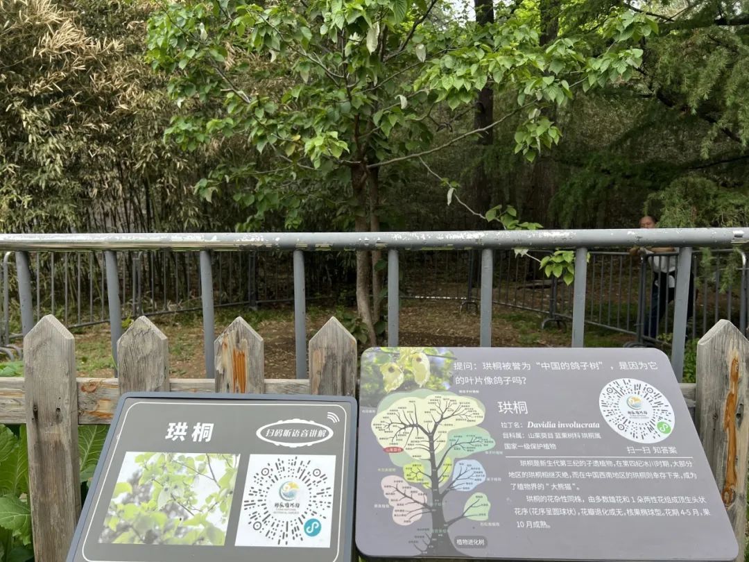 北京地区极为罕见！植物界“大熊猫”珙桐花开国家植物园