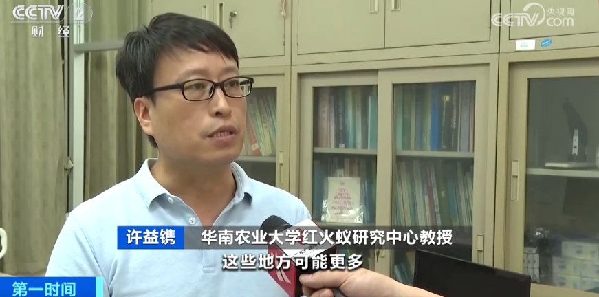 “地表最强入侵害虫”进入活跃期，广东最受危害