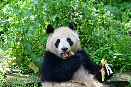 大熊猫“云川”“鑫宝”将赴美国圣迭戈动物园开启10年旅居生活