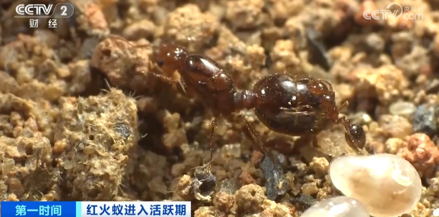 警惕！“地表最强入侵害虫”进入活跃期