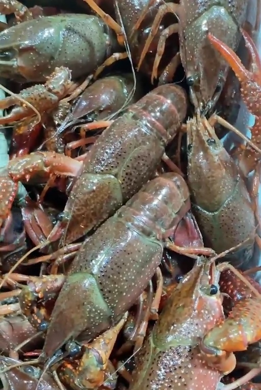 价格腰斩!浙江老板一天卖12000斤,今年特别便宜! 价格腰斩!浙江老板一天卖12000斤,今年特别便宜!