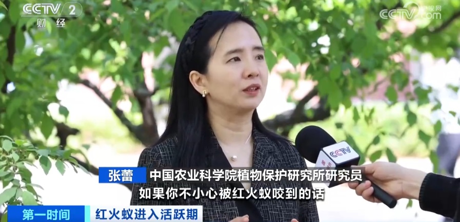 警惕！“地表最强入侵害虫”进入活跃期