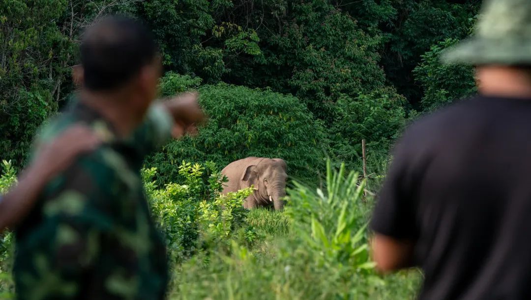 亚洲象热成像，又来了！