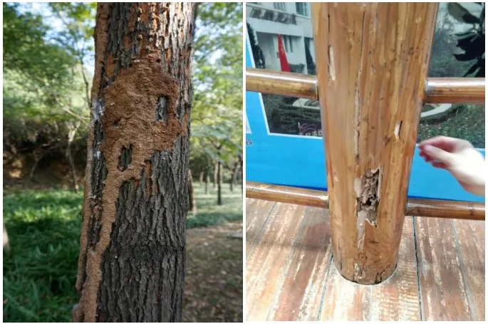 关窗！又出现了，头皮发麻！浙江人注意…