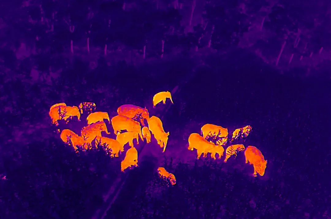 亚洲象热成像，又来了！