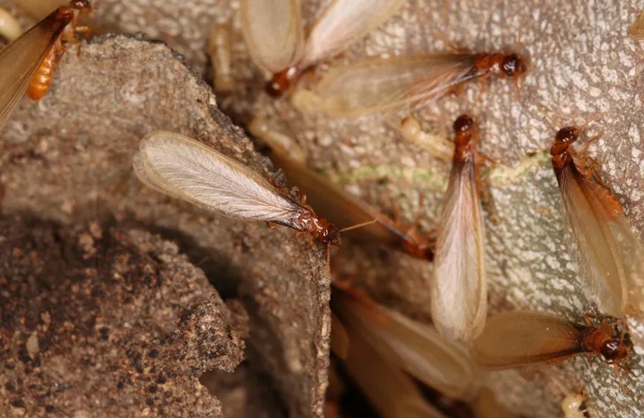 关窗！又出现了，头皮发麻！浙江人注意…