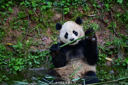 大熊猫“云川”“鑫宝”将赴美国圣迭戈动物园开启10年旅居生活