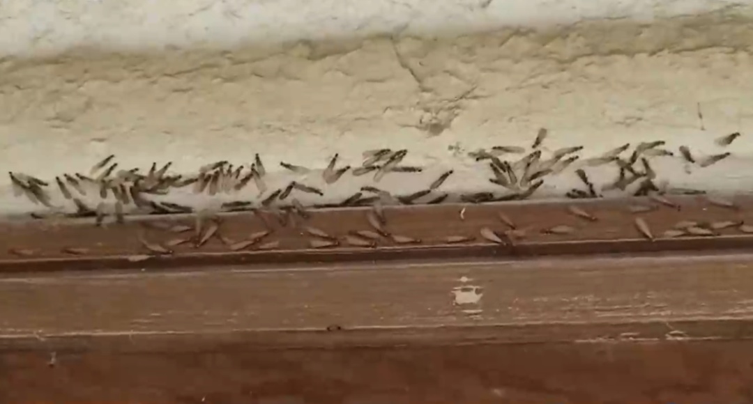 关窗！又出现了，头皮发麻！浙江人注意…