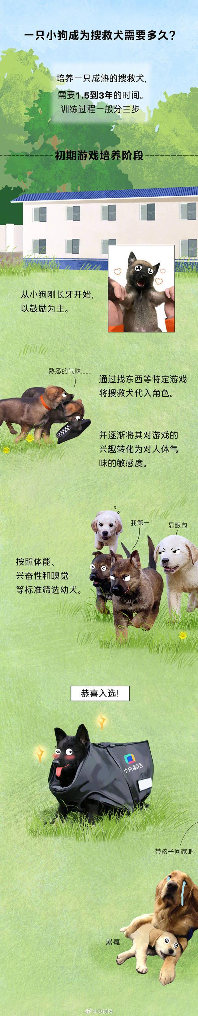 今天是国际搜救犬日，来看一只小狗是怎样成为搜救犬的