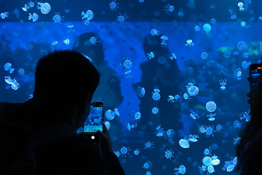 “深海奇幻”赏水母 “深海奇幻”赏水母