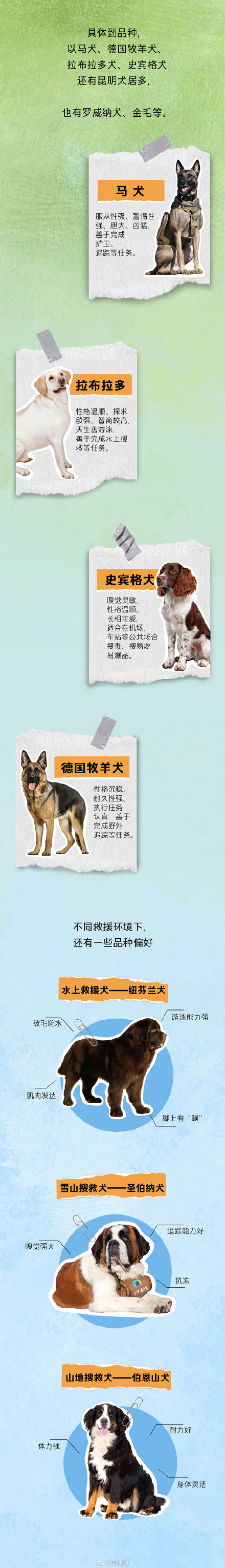 搜救犬的职责不只有震后搜救，还有水上救援、雪上搜救......